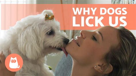 dogs licking pussy|a few months ago i woke up to my puppy licking my vagina. i am。